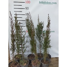 Mezarlık Selvisi Kara Selvi Fidanı 60-80 Cm