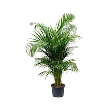 Nura Botanik Areka Palmiyesi 130-150 Cm. Ev - Ofis - Salon Palmiyesi