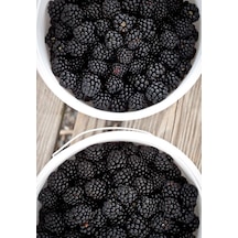Bahçevilya 2 Yaşında Tüplü Böğürtlen Rubus Fruticosus Fidanı