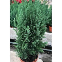 Elwoodii Fidanı 35-40 Cm