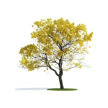 Sarı Tabebuia Ağacı Tohumu 5 Tohum + Tohum