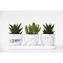 Trio Beyaz Sukulent Seti - Haworthia. Crassula Huernia Angolensis