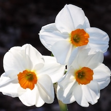 Geranium Narcissus Nergis Çiçeği Soğanı 3 Adet