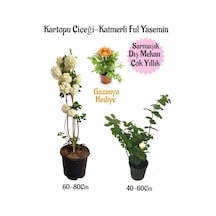 Kartopu Çiçeği 1 Adet+katmerli Ful Yasemin1 Adet+turuncu Gazanya Hediyeli Saksılı Bahçe Seti