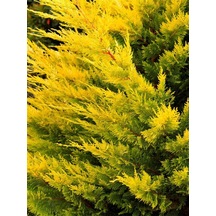 Videolu Mis Kokulu 1 Adet Sarı Leylandi Fidanı 40-60cm Saksılı Yellow Leyland Sapling