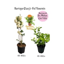 Kartopu Çiçeği 1 Adet+kokulu Ful Yasemin1adet+sarı Gazanya Hediyeli Saksılı Bahçe Seti
