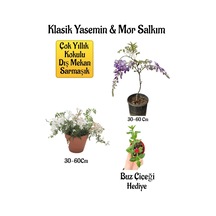 Mis Kokulu Klasik Yasemin Çiçeği+mor Salkım Ağacı Fidanı Buz Çiçeği Hediyeli Peyzaj Seti