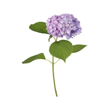 Videolu 1 Adet Mor Ortanca Çiçeği Fidanı 35-50 Cm Saksılı Çiçekli Bodur Bitkiler Hydrangea