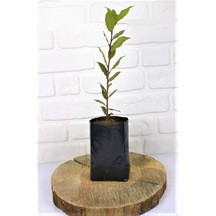Defne Fidanı 2 Adet 30-50 Cm Defne Ağacı Fidanı Kokulu Defne