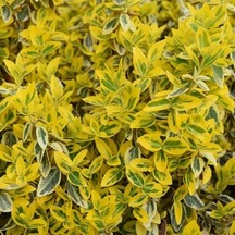 Gold Taflan Fidanı Euonymus Japonicus 'aureomarginatus' - 2 ...