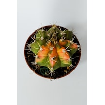 Gymnocalycium Mihanovichii Variegata Köklü Çok Renkli Küçük Boy K