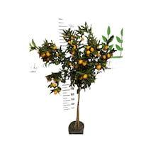 5 Yaş 150-200 Meyveli Saksıda Nagami Kamkat Fidanı 150-180 Cm