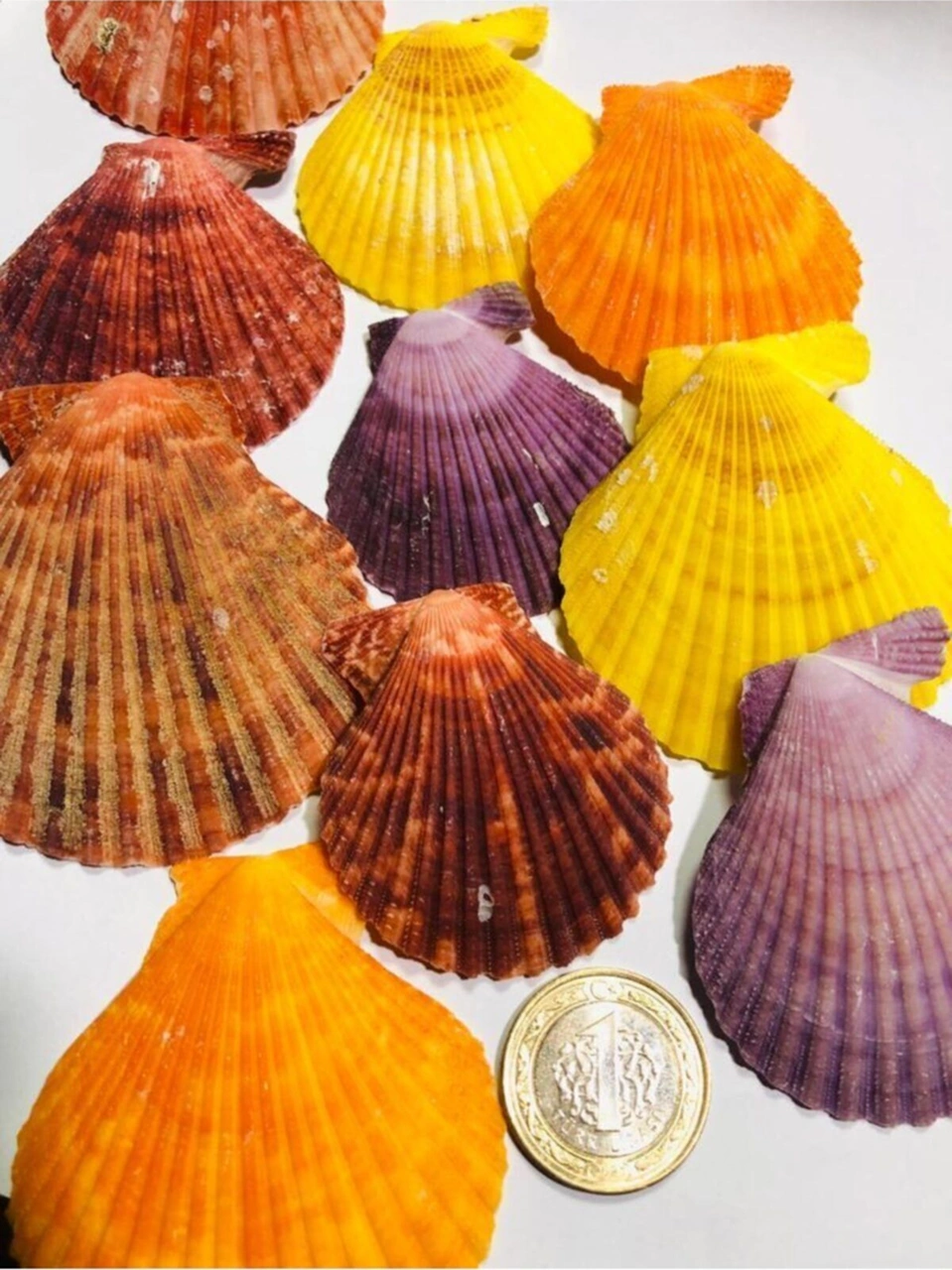 Gerçek Deniz Kabuğu 100 Gram - Pecten Nobilus Gerçek Deniz Kabuğu 100 Gram - Pecten Nobilus