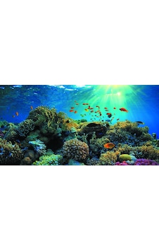 Kanki Pet 125 cm KP1256321 Akvaryum Arka Fon Yapıştırma 125x63 cm Kanki Pet 125 cm KP1256321 Akvaryum Arka Fon Yapıştırma 125x63 cm