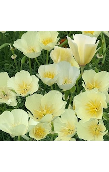 Beyaz Kaliforniya Gelincik Papaver Çiçeği Tohumu 100 Tohum 1 Paket Beyaz Kaliforniya Gelincik Papaver Çiçeği Tohumu 100 Tohum 1 Paket