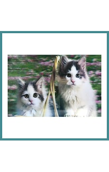 Trendexa 3 Boyutlu Resim Sevimli Kediler İkili Kedi Resmi Tablosu 40x60 Cm Mac Trendexa 3 Boyutlu Resim Sevimli Kediler İkili Kedi Resmi Tablosu 40x60 Cm Mac
