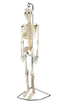 Esnek İnsan İskeleti Modeli, Sinir Sistemli, 85 Cm - İskelet Maketi 01 Esnek İnsan İskeleti Modeli, Sinir Sistemli, 85 Cm - İskelet Maketi 01