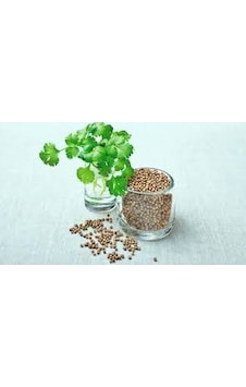 Seed Kişniş Tohumu 10GR 1 Paket Seed Kişniş Tohumu 10GR 1 Paket
