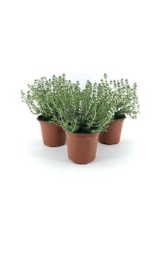 Gardenbox Saksılı Kekik Fidanı 10-20 Cm 3 Adet Potted Thyme Sapling Canlı Gardenbox Saksılı Kekik Fidanı 10-20 Cm 3 Adet Potted Thyme Sapling Canlı