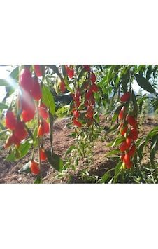 Gojiberry Fidanı Nq 1 Tüplü Aşılı 12 Ay Dikim............. Gojiberry Fidanı Nq 1 Tüplü Aşılı 12 Ay Dikim.............