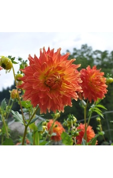 Ateş Renk Fired Up Dahlia Yıldız Çiçeği Yumrusu 1 Adet Ateş Renk Fired Up Dahlia Yıldız Çiçeği Yumrusu 1 Adet