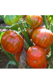 Rossa Di Rotonda Etli Yumurta Patlıcan Tohumu 15 Tohum Rossa Di Rotonda Etli Yumurta Patlıcan Tohumu 15 Tohum