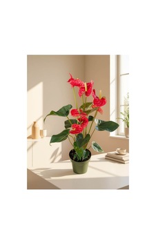 Kırmızı Antoryum / Flamingo Çiçeği İthal 70-80cm Uzunluğunda Kırmızı Antoryum / Flamingo Çiçeği İthal 70-80cm Uzunluğunda