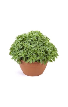 Eko Paket Top Reyhan Çiçeği Tohumu Fesleğen Tohumu 80 Tohum+
