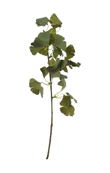 Pasabahce Ginkgo 75 Cm Yeşil - 1 Adet Pasabahce Ginkgo 75 Cm Yeşil - 1 Adet