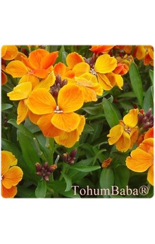 Tohumbaba Sarı Şebboy Çiçeği Tohumu Pakette 20 Adet Tohum Tohumbaba Sarı Şebboy Çiçeği Tohumu Pakette 20 Adet Tohum