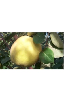 Ekmek -Tatlı- Ayva Fidanı Aşılı- 2 Yaş Tüplü 100 Cm Ekmek -Tatlı- Ayva Fidanı Aşılı- 2 Yaş Tüplü 100 Cm