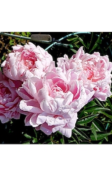 Peonies Festiva Katmerli Pink Şakayık Çiçeği Yumrusu-Rizomu 1 Ade Peonies Festiva Katmerli Pink Şakayık Çiçeği Yumrusu-Rizomu 1 Ade