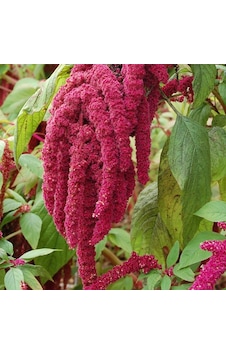 Sarkan Kırmızı Renkli Amaranthus Horoz İbiği Çiçeği Tohumu 150 Sarkan Kırmızı Renkli Amaranthus Horoz İbiği Çiçeği Tohumu 150