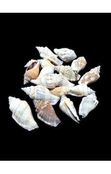 Deniz Kabukları 100 Gr No-4-mitrasanguisuga