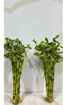 Şans Bambusu 2 Adet 70. 80. Cm Şans Bambusu 2 Adet 70. 80. Cm