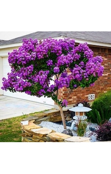 Soğuklara Dayanıklı Tüplü Lagerstromia İndica Mor Renkli Oya Ağacı Fidanı Soğuklara Dayanıklı Tüplü Lagerstromia İndica Mor Renkli Oya Ağacı Fidanı
