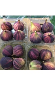 Tüplü İri Meyveli Çilek Aromalı Tiger Fig İncir Fidanı Tüplü İri Meyveli Çilek Aromalı Tiger Fig İncir Fidanı
