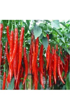 50 Adet Tohum Eko Paket Şili Biberi Tohumu Çok Acı Chili Biberi Tohumu Sürpriz Hediye Sebze Tohumu.. 50 Adet Tohum Eko Paket Şili Biberi Tohumu Çok Acı Chili Biberi Tohumu Sürpriz Hediye Sebze Tohumu..