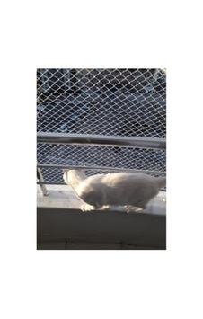 2,50 X 2 Metre Kedi Koruma Filesi, 1 Mm Kalınlık 2,50 X 2 Metre Kedi Koruma Filesi, 1 Mm Kalınlık