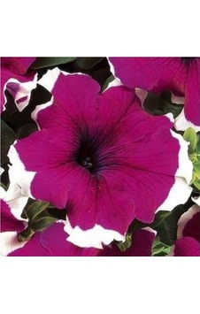 Petunya Çiçeği Petunia GRandiflora Dreams F1 10 Adet Tohum Petunya Çiçeği Petunia GRandiflora Dreams F1 10 Adet Tohum