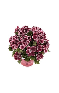 Bordo Ceylan Gözü Sardunya Çiçeği Fidanı 10-20 Cm