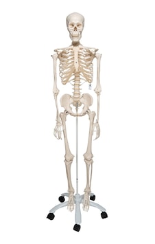 İnsan İskeleti Modeli 180 CM