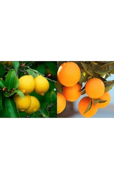 Tüplü Aşılı Bodur Saksılık Nevalina Portakal+ Yediveren Limon 2 Y Tüplü Aşılı Bodur Saksılık Nevalina Portakal+ Yediveren Limon 2 Y