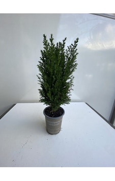 Videolu Salon Çamı Elvudi Çamı 45-55 Cm Yılbaşına Özel Hediyelik Çam Ağacı Elwoodi Videolu Salon Çamı Elvudi Çamı 45-55 Cm Yılbaşına Özel Hediyelik Çam Ağacı Elwoodi