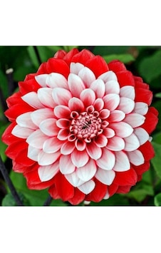 Kırmızı Beyaz Dahlia Yıldız Çiçek Soganı 2 Adet-3629600624 Kırmızı Beyaz Dahlia Yıldız Çiçek Soganı 2 Adet-3629600624
