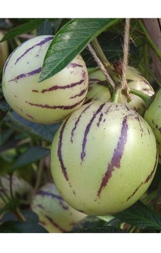 Pepino Fidanı 40 Cm 60 Cm Pepino Fidanı 40 Cm 60 Cm