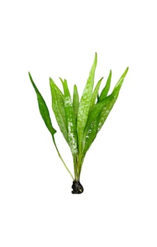 Akvaryum Canlı Bitki 1 Kök Java Fern Microsorum Pteropus Akvaryum Canlı Bitki 1 Kök Java Fern Microsorum Pteropus