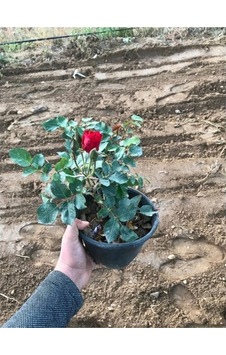 Ateş Kırmızı Gül Fidanı 15-25 Cm Ateş Kırmızı Gül Fidanı 15-25 Cm