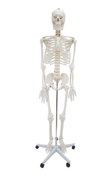 Erkentmed William İnsan İskelet Maketi 180 CM