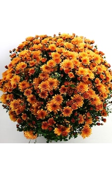 Özel Çeşit Özel Çeşit Bransound Dark Orange Krizantem Kasımpatı Çiçeği Fidesi 1 Adet Özel Çeşit Özel Çeşit Bransound Dark Orange Krizantem Kasımpatı Çiçeği Fidesi 1 Adet